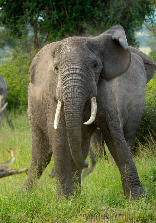 Loxodonta africana [240 mm, 1/60 sec at f / 7.1, ISO 500]